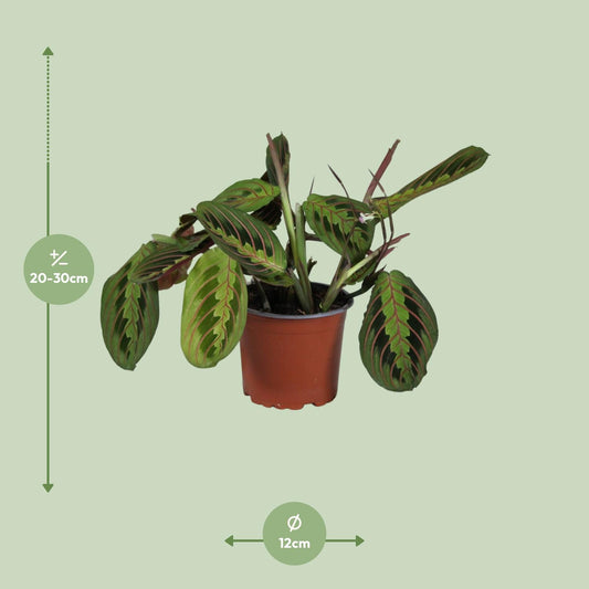 PROMO - Maranta Leuconeura Fascinator - Ø12cm - ↕30cm