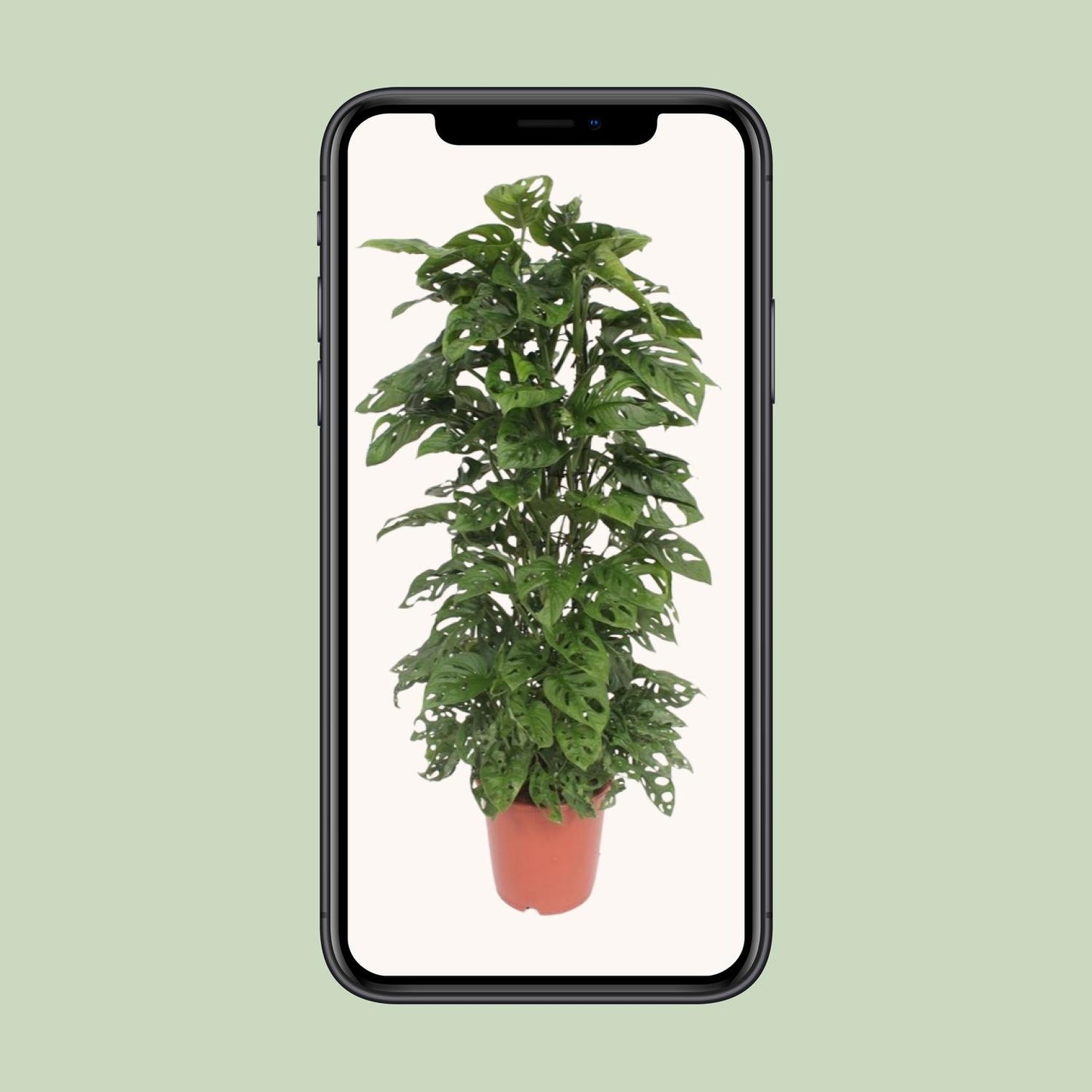 Monstera Monkey Leaf - Ø24cm - ↕120cm