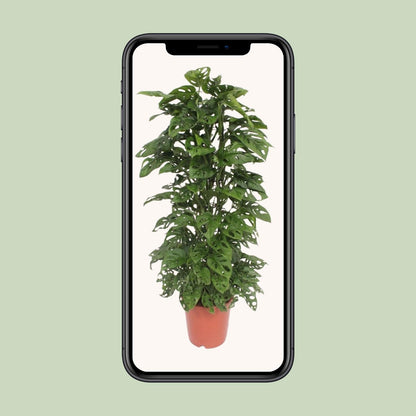 Monstera Monkey Leaf - Ø24cm - ↕120cm