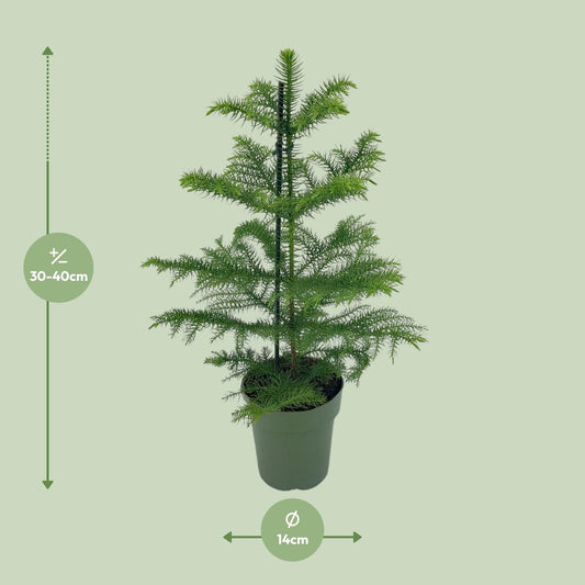 Araucaria Heterophylla - Ø14cm - ↕40cm