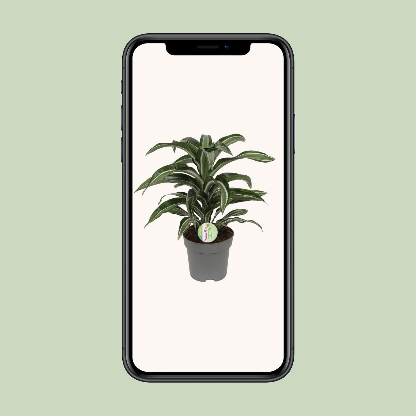 Dracaena Jade Jewel - Ø17cm - ↕50cm