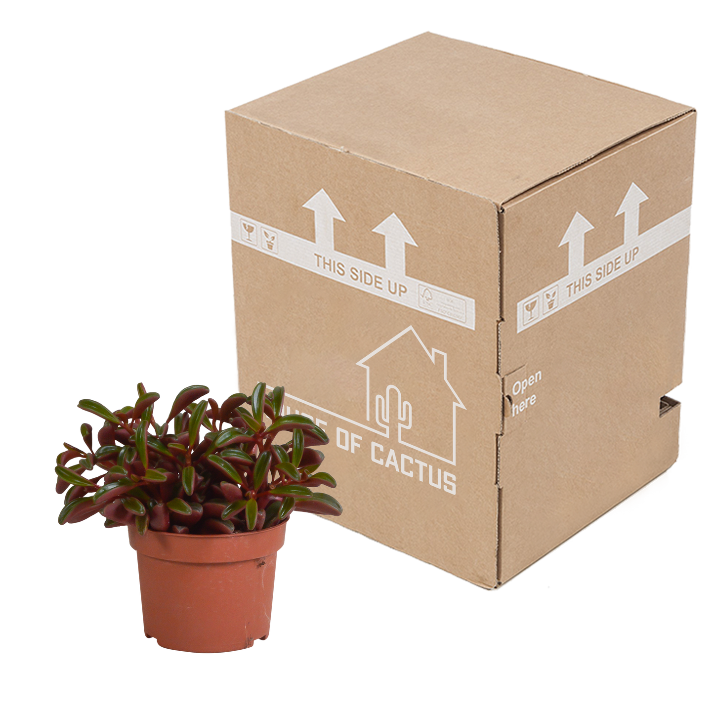 Peperomia graveolens - zonder pot