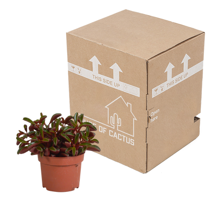 Peperomia graveolens - zonder pot
