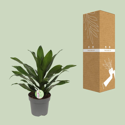 Dracaena Fragrans Grune - Ø17cm - ↕40cm