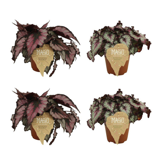 2x Begonia Rex Magma + 2x Begonia Rex Odissi - 4 stuks - Ø12cm - ↕25cm