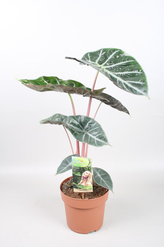 Alocasia Pink Dragon - Ø17cm - ↕60cm