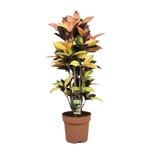 Codiaeum Mrs Iceton - Ø27cm - ↕80cm