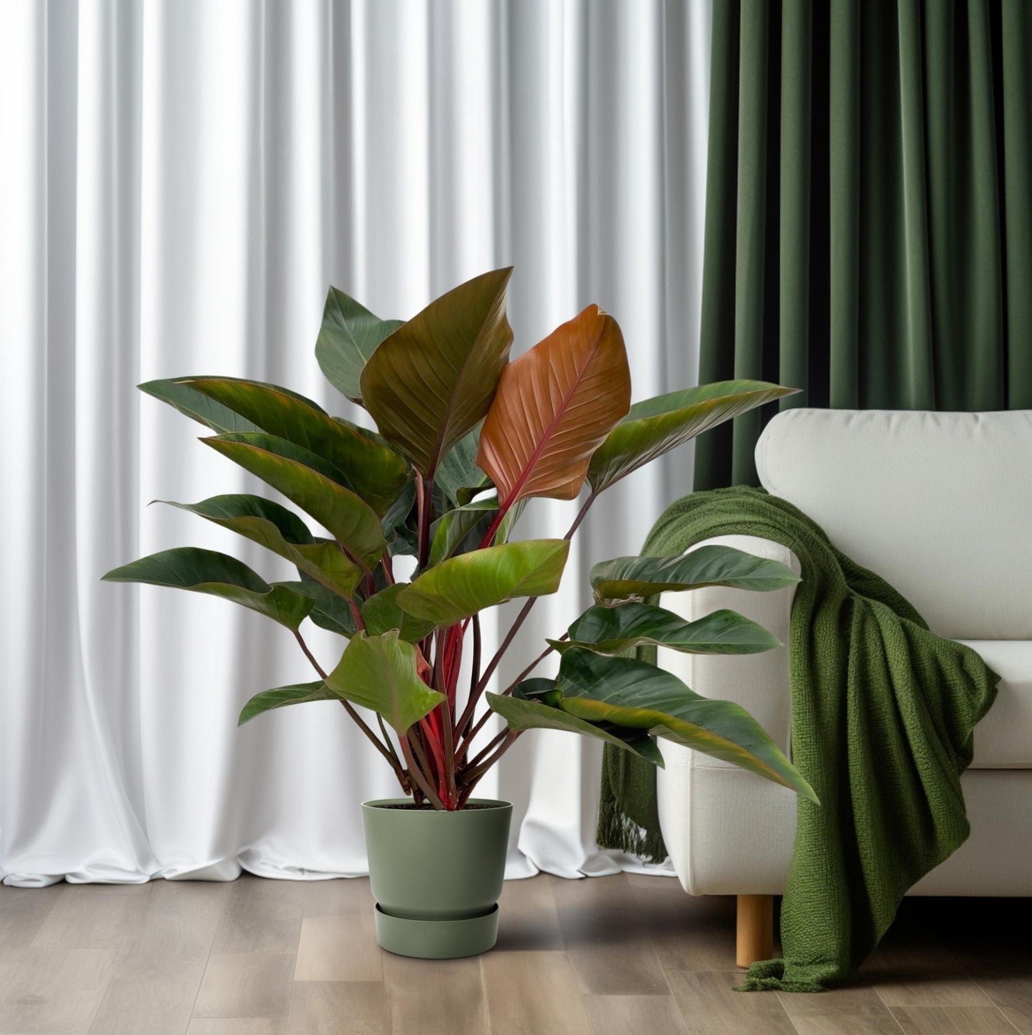 Philodendron Red Beauty - Ø27cm - ↕100cm