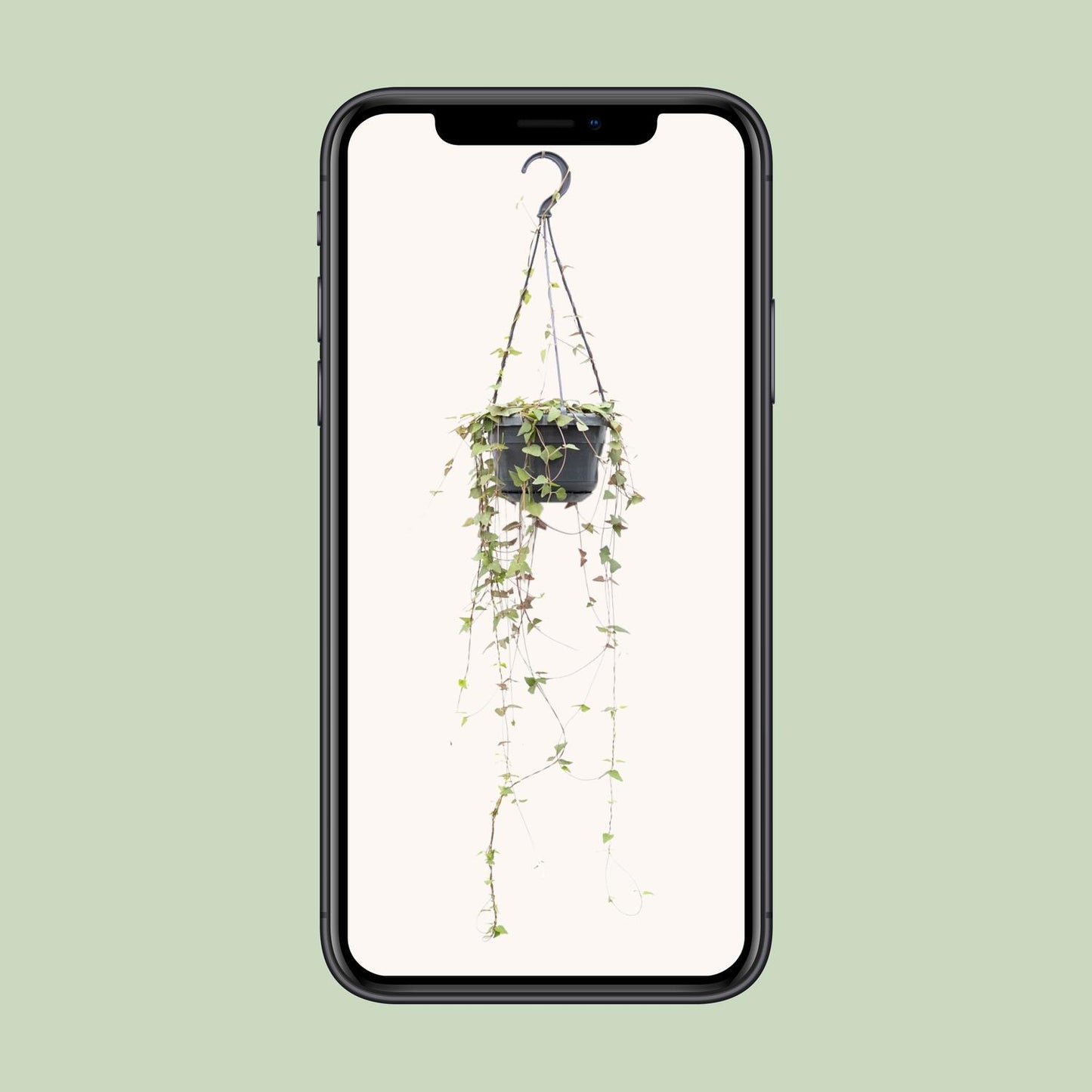 Ceropegia Linearis Remy - Ø14cm - ↕38cm