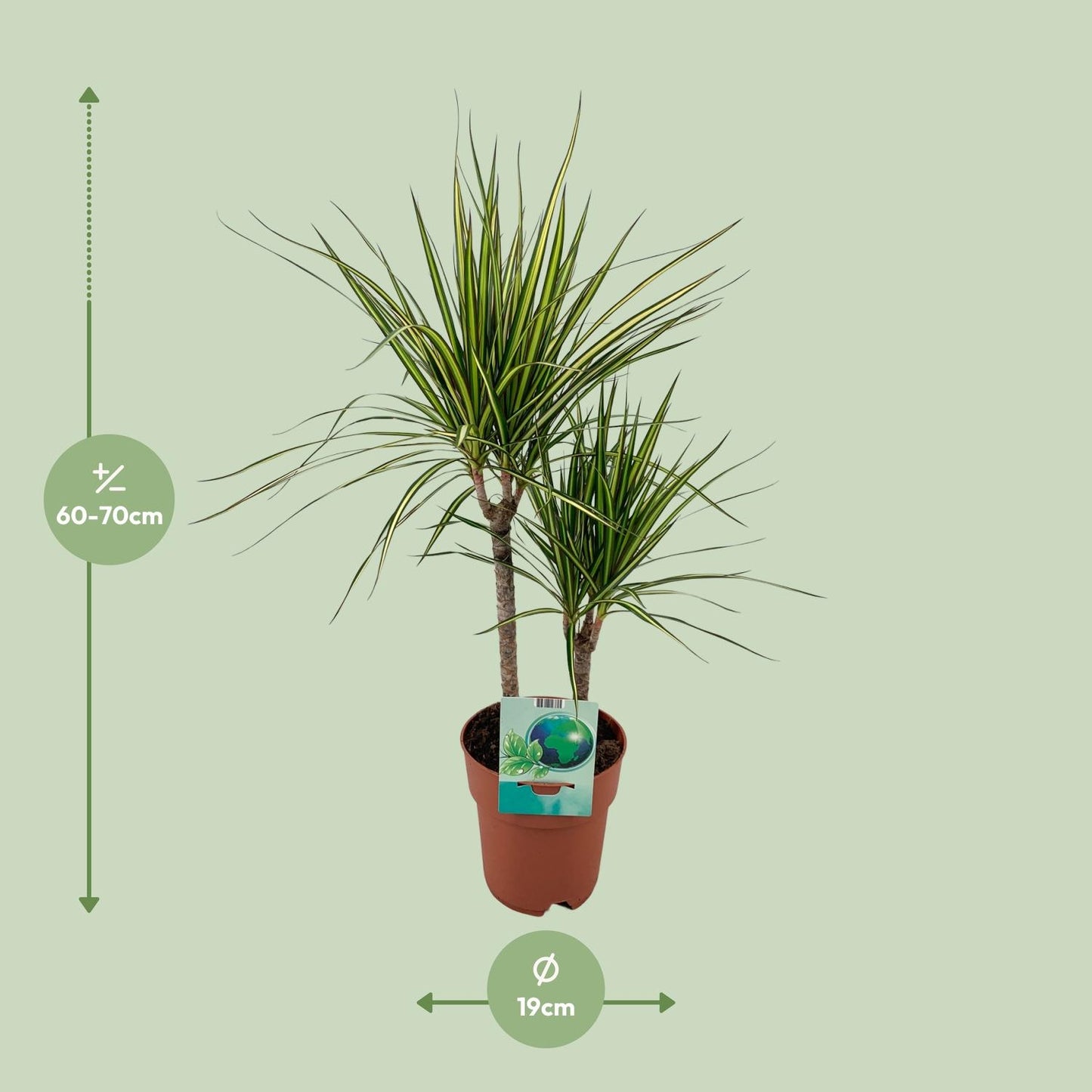 Dracaena Marginata Bicolor - Ø19cm - ↕70cm