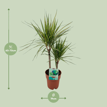 Dracaena Marginata Bicolor - Ø19cm - ↕70cm