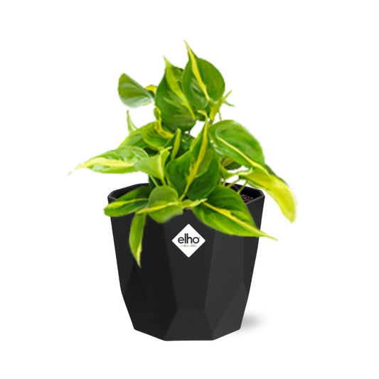 Philodendron Scandens ‘Brasil’ in 14cm b.for rock living black