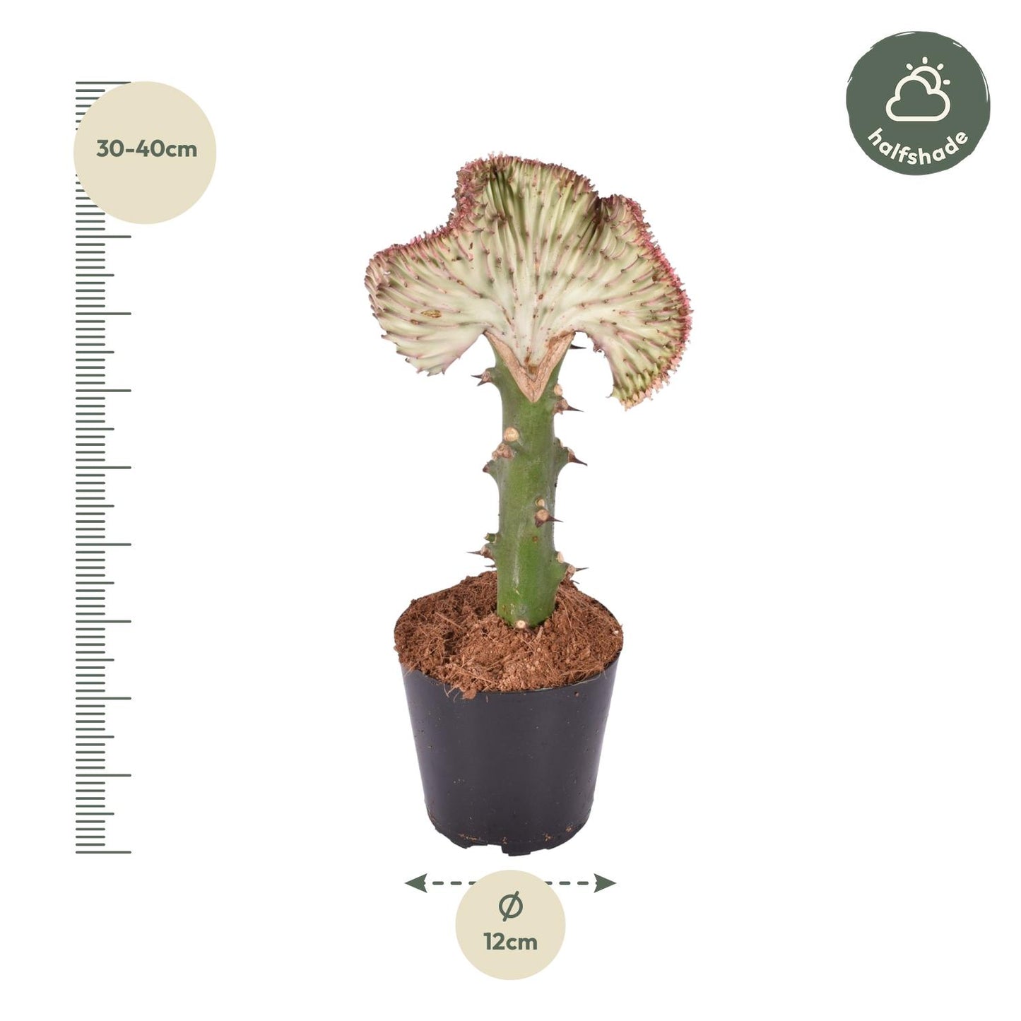 Korallenkaktus 'Cristata' Rot – 35 cm pflegeleichte Sukkulente