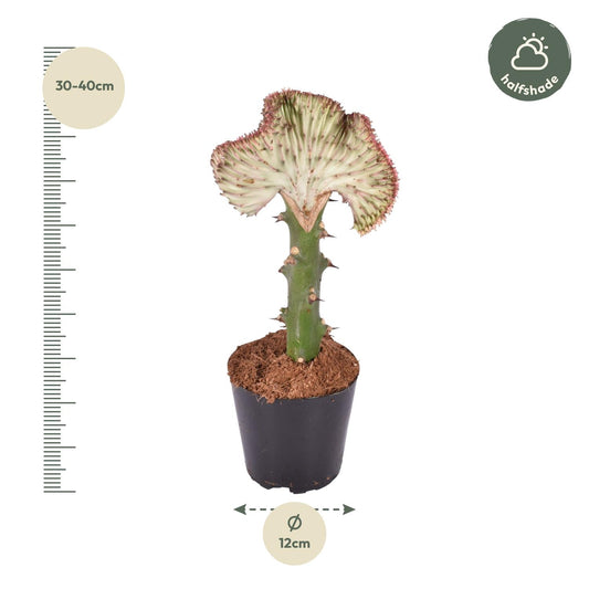 Korallenkaktus 'Cristata' Rot – 35 cm pflegeleichte Sukkulente
