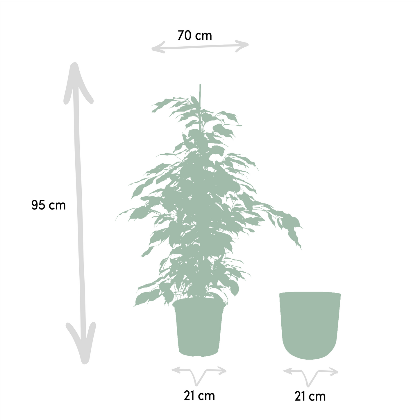 Ficus benjamina Danielle - Ø21cm - ↕95cm + Topf Mayk Gold