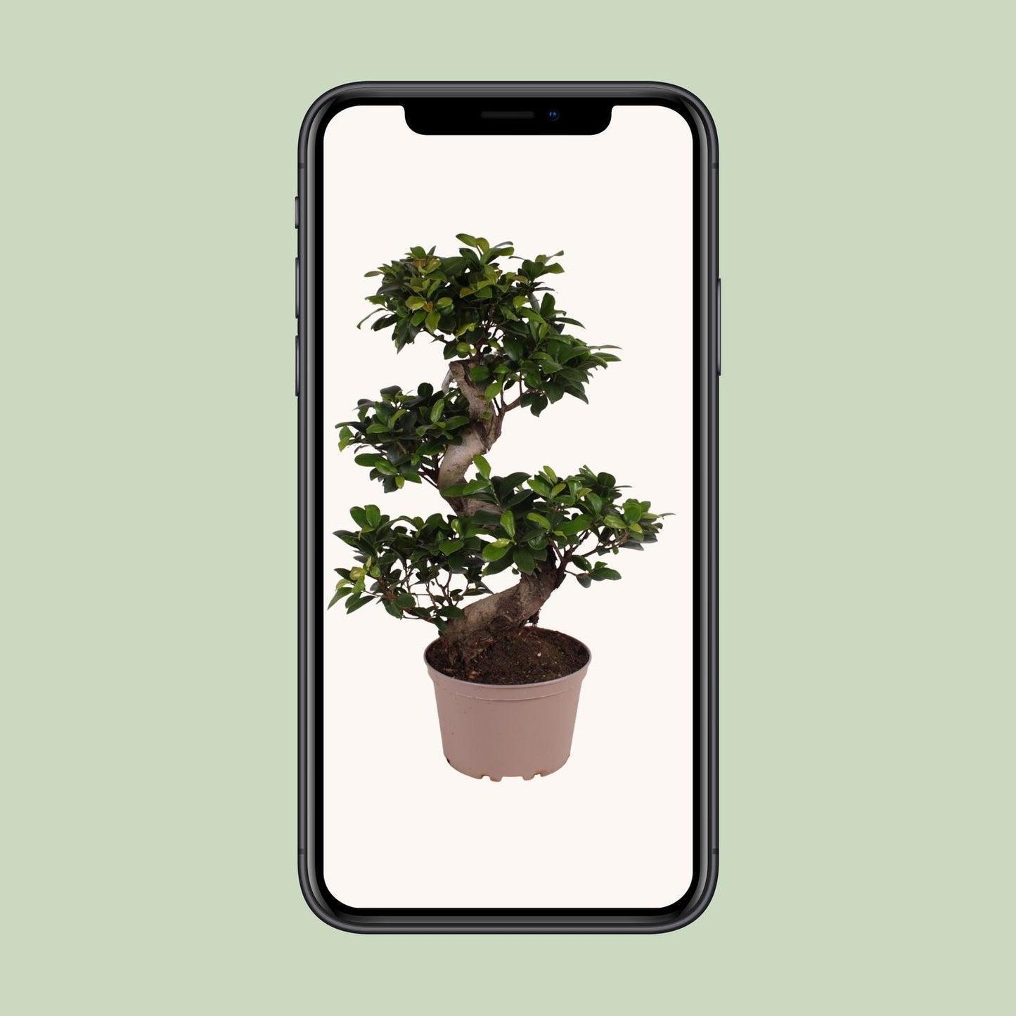 Ficus M. Ginseng - Ø22cm - ↕70cm