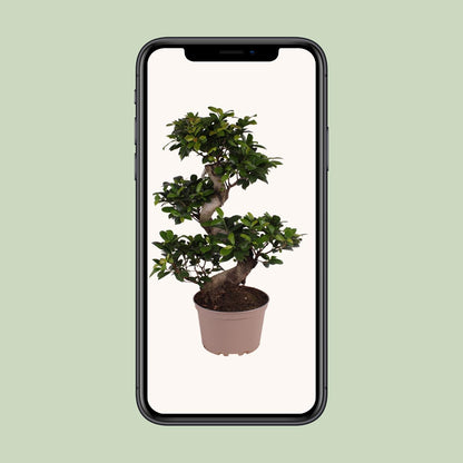 Ficus M. Ginseng - Ø22cm - ↕70cm