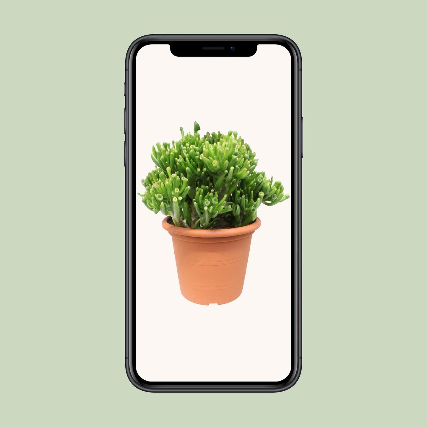 Crassula Hobbit - Ø23cm - ↕35cm