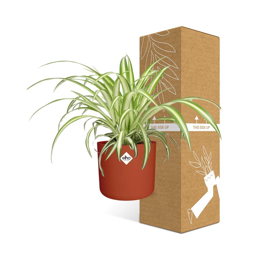 Chlorophytum Comosum Variegatum in ELHO b.for soft rond 14cm brique