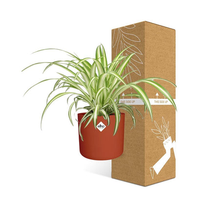 Chlorophytum Comosum Variegatum in ELHO b.for soft rond 14cm brique