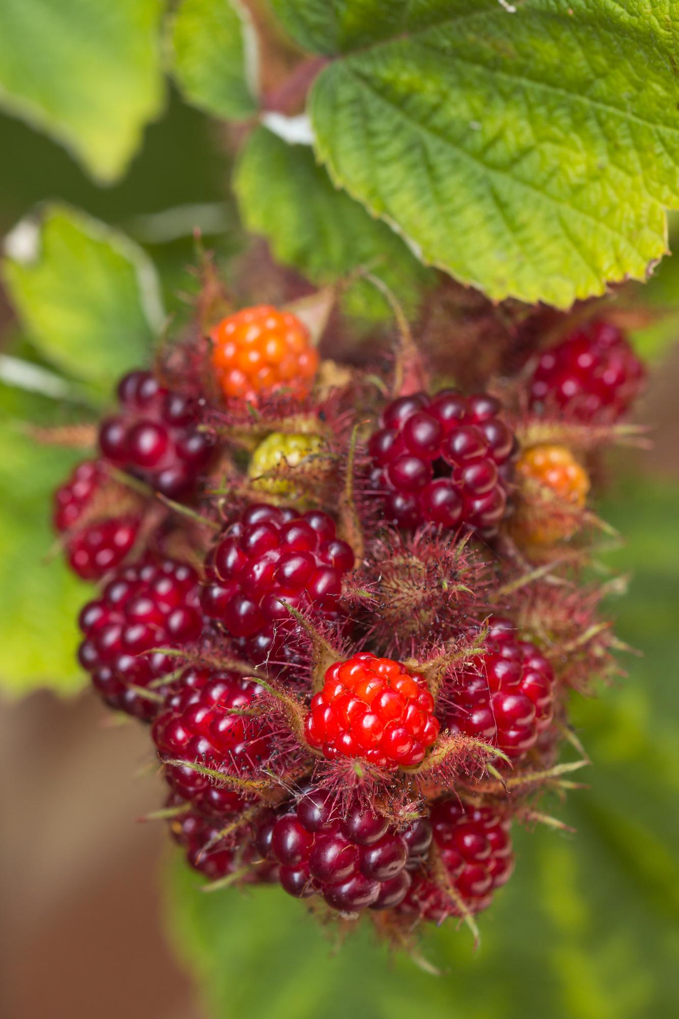 3x - Rubus mix - ↨45cm - Ø13