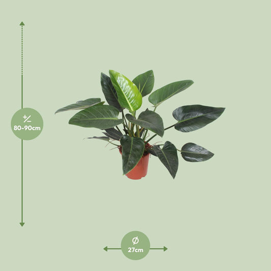 Philodendron Congo Green - Ø27cm - ↕90cm