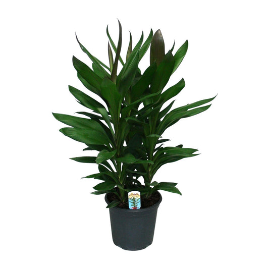 Cordyline Glauca - Ø19cm - ↕60cm