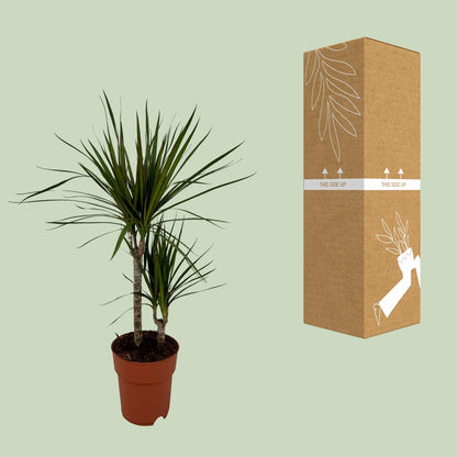 Dracaena Marginata Bicolor - Ø19cm - ↕70cm
