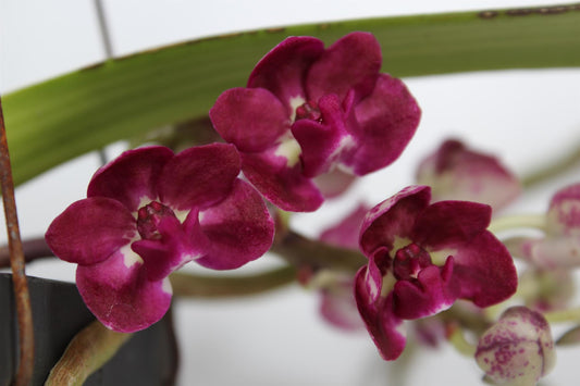 Rynchostylis - Ø15cm - ↕15cm