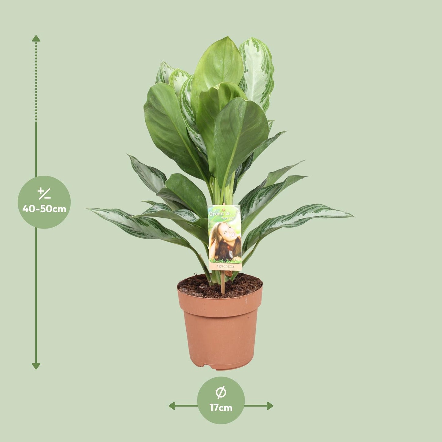 Aglaonema Silver Bay - Chinesisches Immergrün - Ø17cm - ↕55cm