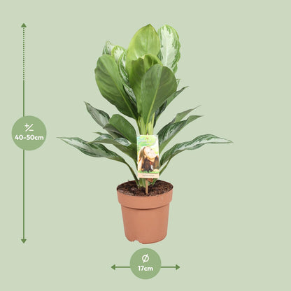Aglaonema Silver Bay - Chinesisches Immergrün - Ø17cm - ↕55cm