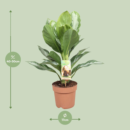 Aglaonema Silver Bay - Chinesisches Immergrün - Ø17cm - ↕55cm