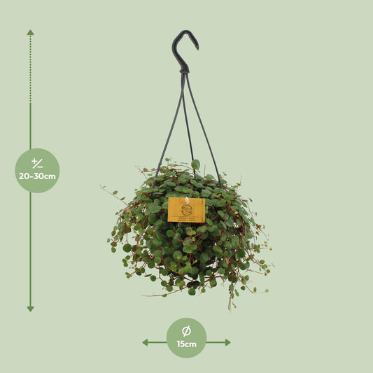 Peperomia Pepperspot - Ø15cm - ↕25cm