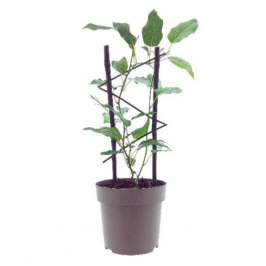 Actinidia Issai - Ø15cm - ↕40cm