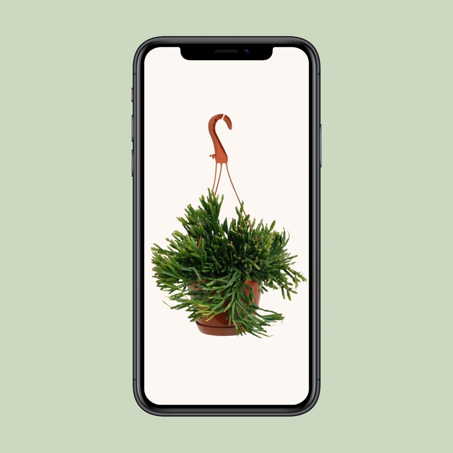 Rhipsalis Ewaldiana - Ø17cm - ↕45cm