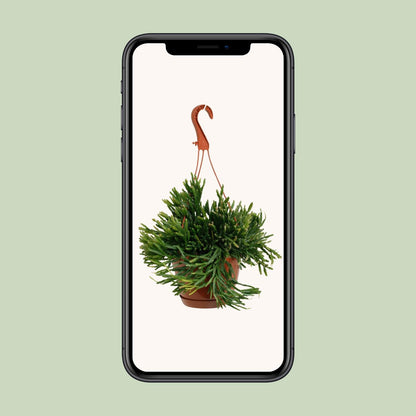 Rhipsalis Ewaldiana - Ø17cm - ↕45cm