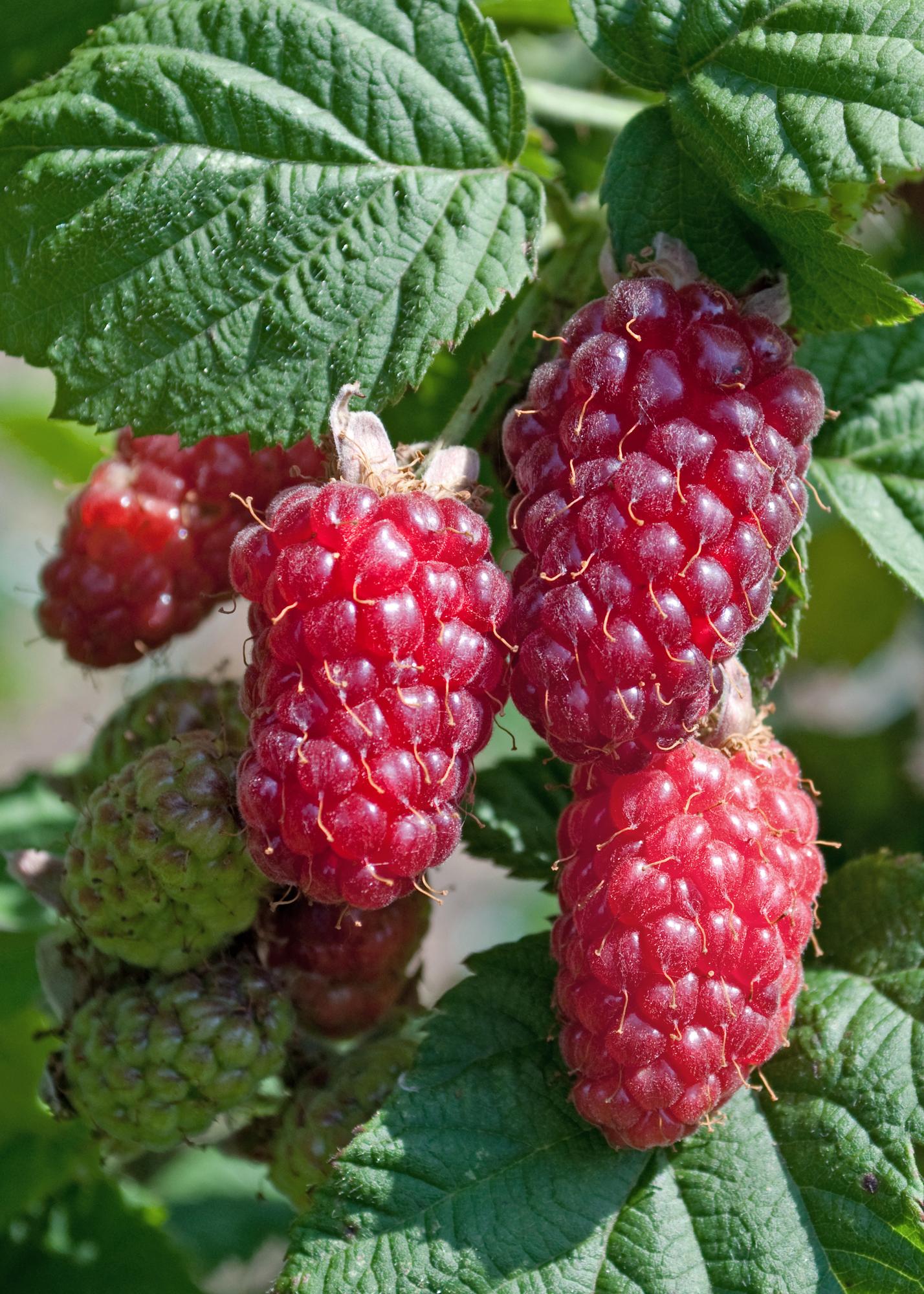 3x - Rubus mix - ↨45cm - Ø13
