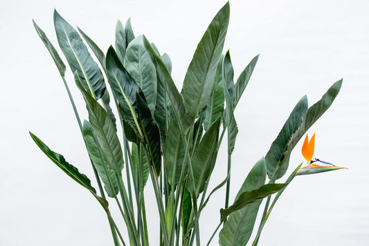 Paradiesvogelblume XL – Exotische Zimmerpflanze 160 cm
