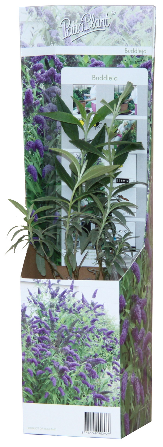 20x Buddleja Davidii Mix