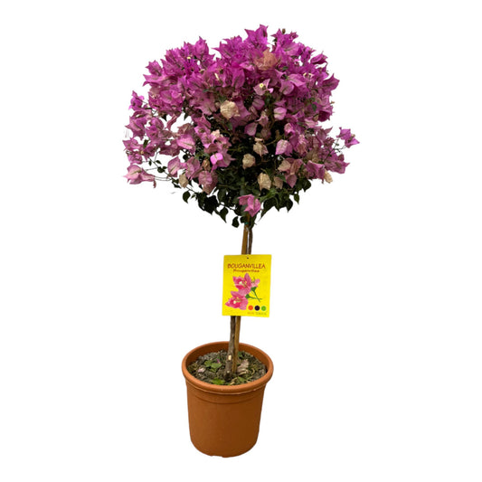 Drillingsblume Stamm – Mediterrane Kübelpflanze 110 cm