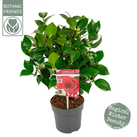 Camellia Jap. 'Black Lace' - Ø15cm - ↕55cm