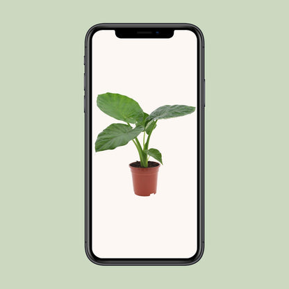 Alocasia Macrorrhiza - Ø17cm - ↕50cm