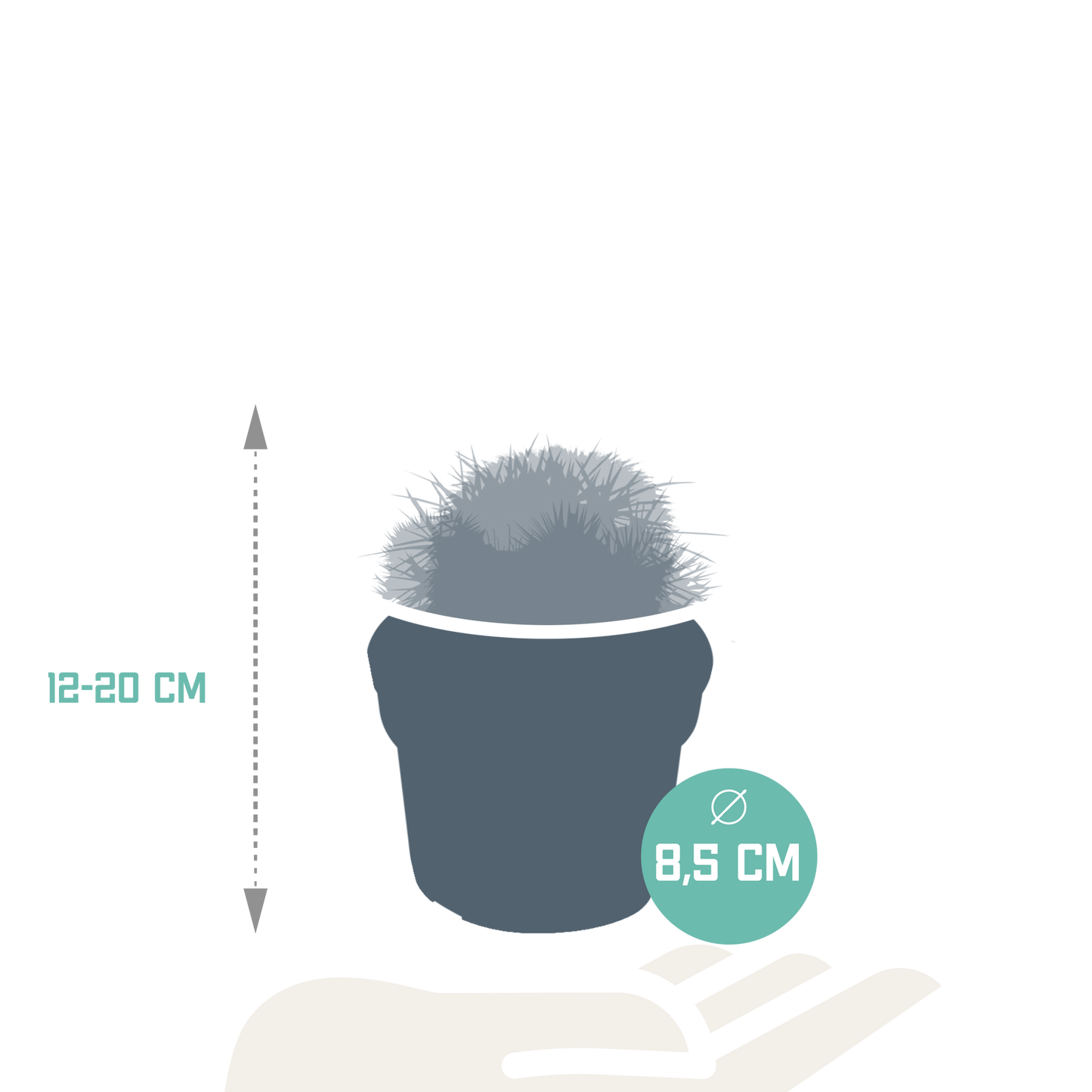 Kugelkakteen-Mischung 8,5 cm – Exotisch & Pflegeleicht