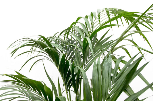 Kentia Palme 180 cm – Pflegeleichte tropische Zimmerpflanze