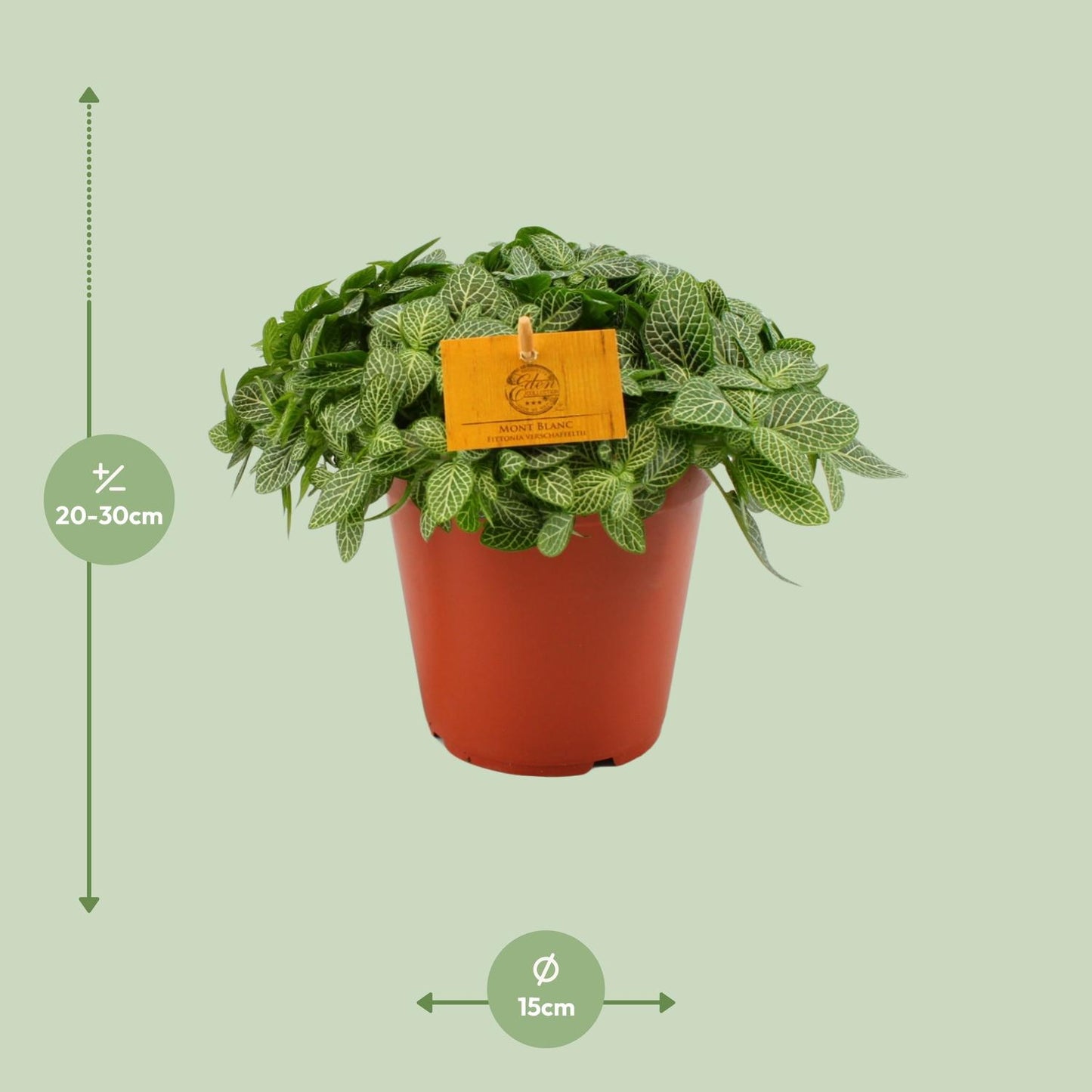 Fittonia Verschaffeltii - Ø15cm - ↕25cm