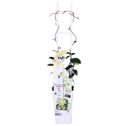 2x - Trachelospermum 'Star of Toscana' - ↨65cm - Ø15