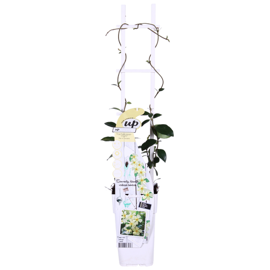 2x - Trachelospermum 'Star of Toscana' - ↨65cm - Ø15