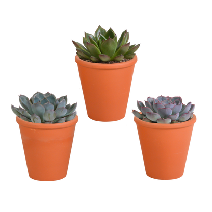 Echeverie Mix 3er Set im Terrakottatopf 8,5 cm