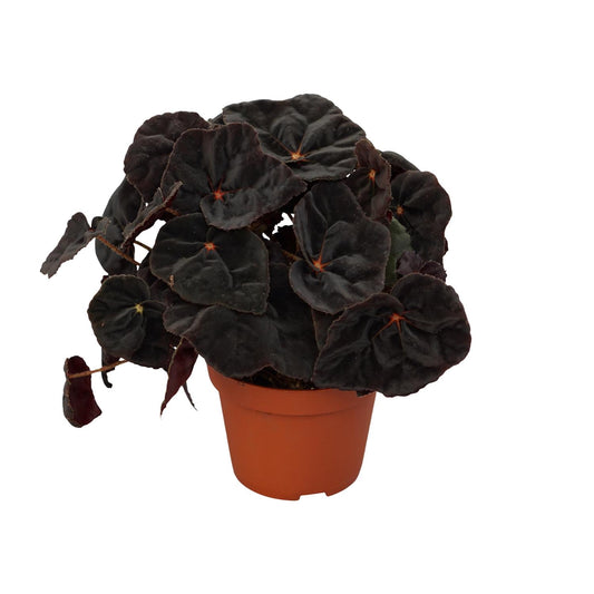 Begonia Rex Conga 12cm - Ø12cm - ↕25cm