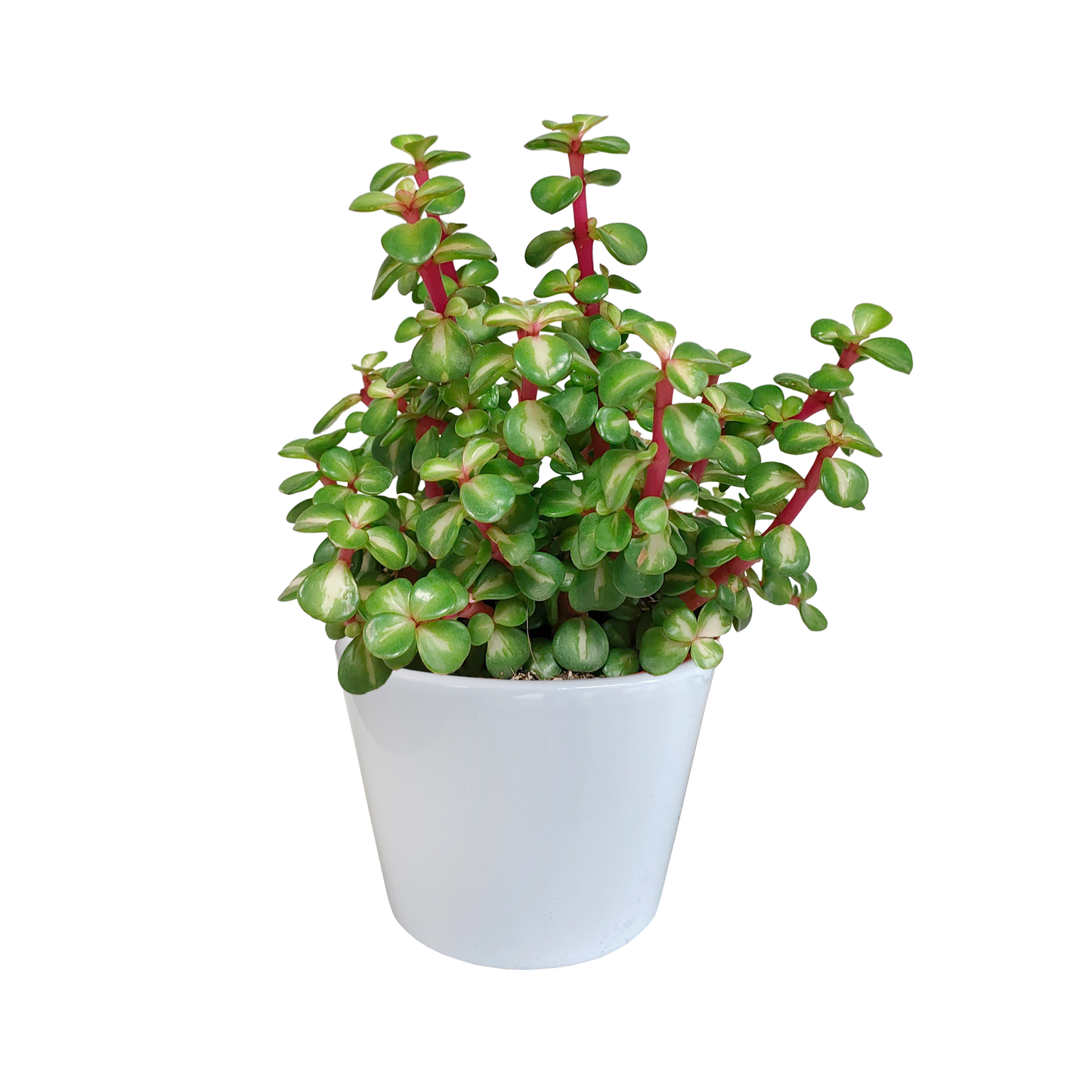Portulacaria afra mediopicta 10,5cm - in witte pot